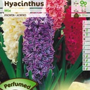 Hyacinths, Mixed